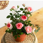 �o�����A���u�z���C�g�s�[�`�I�x�[�V�����v�摜