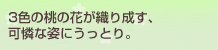 3�F�̓��̉Ԃ��D�萬���A���Ȏp�ɂ����Ƃ�B