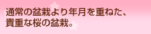 �ʏ�̖~�͂��N�����d�˂��A�M�d�ȍ��̖~�́B