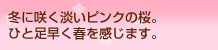 �~�ɍ炭�W���s���N�̍��B�ЂƑ������t�������܂��B