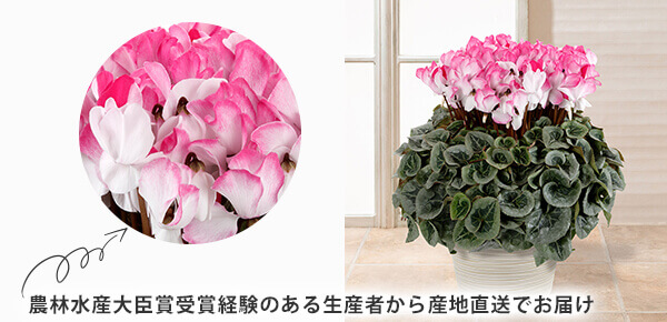鉢植え「プレミアムシクラメン ピアス」のピックアップポイント