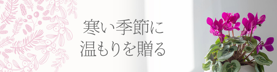 「寒い季節に温もりを贈る」シクラメンの魅力イメージ画像