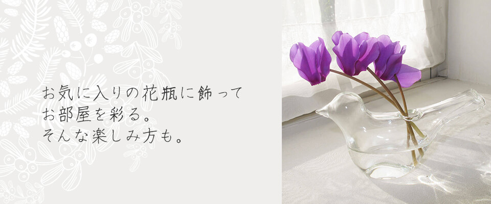「お気に入りの花瓶に飾ってお部屋を彩る。そんな楽しみ方も。」シクラメンイメージ画像