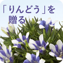 りんどう特集