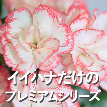 �Y�n���I ��̓��v���~�A���M�t�g