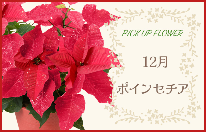 PICK UP FLOWER12|CZ`A