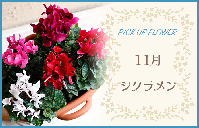 PICK UP FLOWER11VN