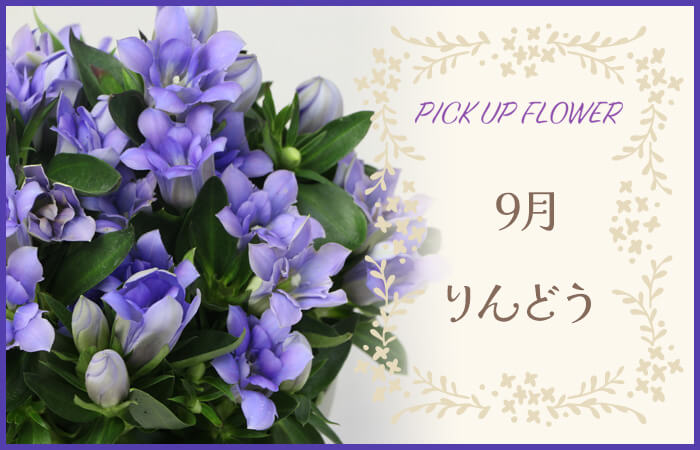 PICK UP FLOWER9ǂ