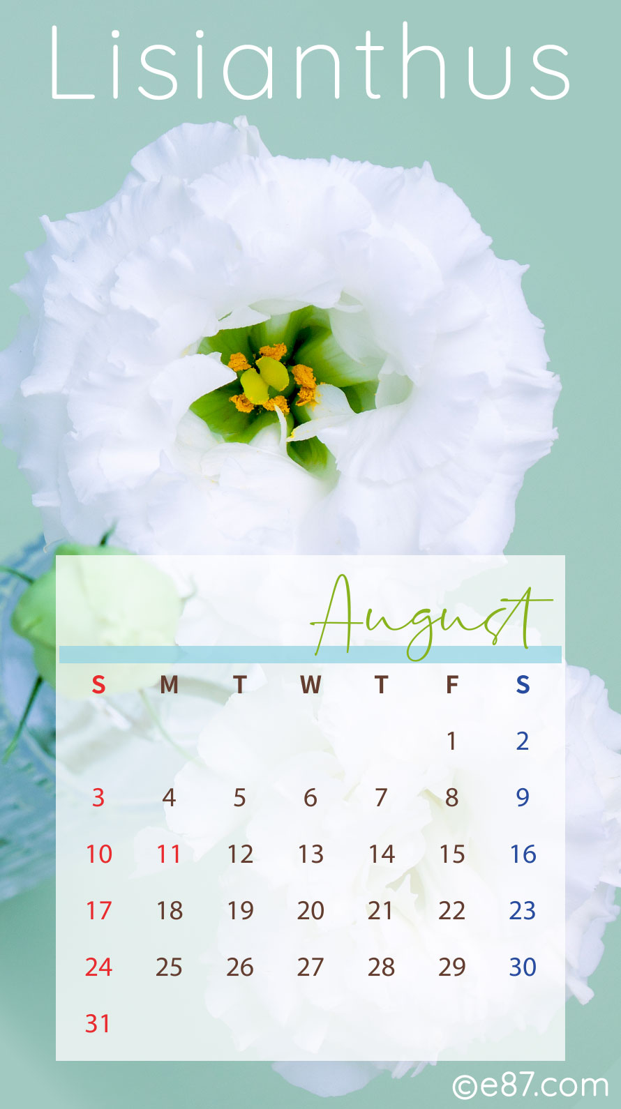 8̕ǎiJ_[tj