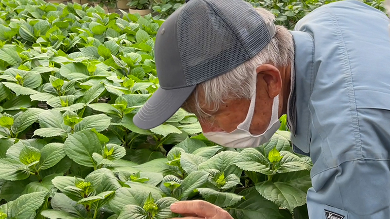 数々の受賞歴のある育種家の谷田部さん