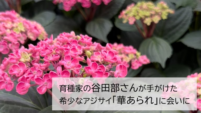 こだわりのアジサイ職人、谷田部園芸さんを訪問