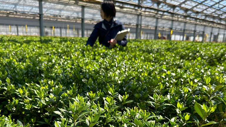 ひと鉢ひと鉢カルミアの状態を確認するイイハナ鉢バイヤー