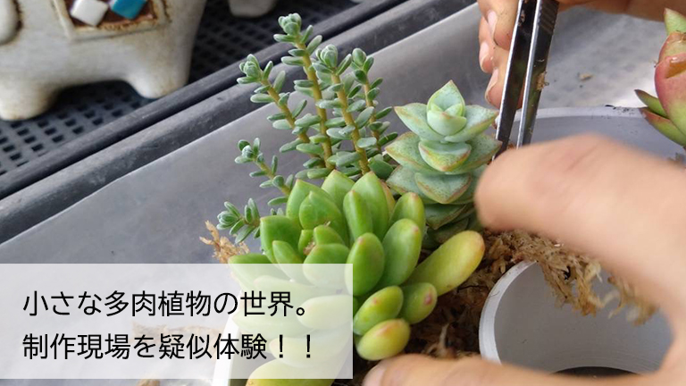 小さな多肉植物の世界