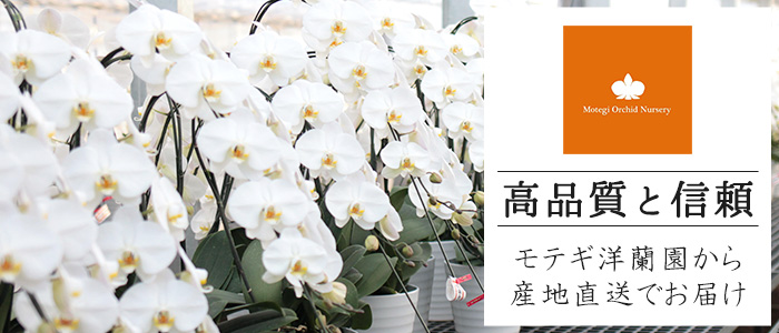 はなのひさん専用5 極ハイクラス》ソフトピンク5本立ち 胡蝶蘭 - 《生産者 直販》 胡蝶蘭