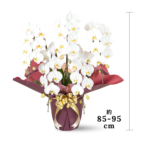 大型サイズの胡蝶蘭
