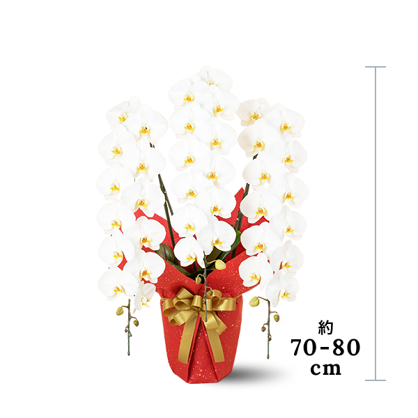 中型サイズの胡蝶蘭