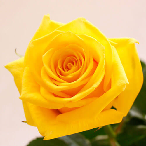 イイハナ 毎月お届け 新鮮 バラの摘みたて便 12月お届け お花の頒布会 月イチ E87便