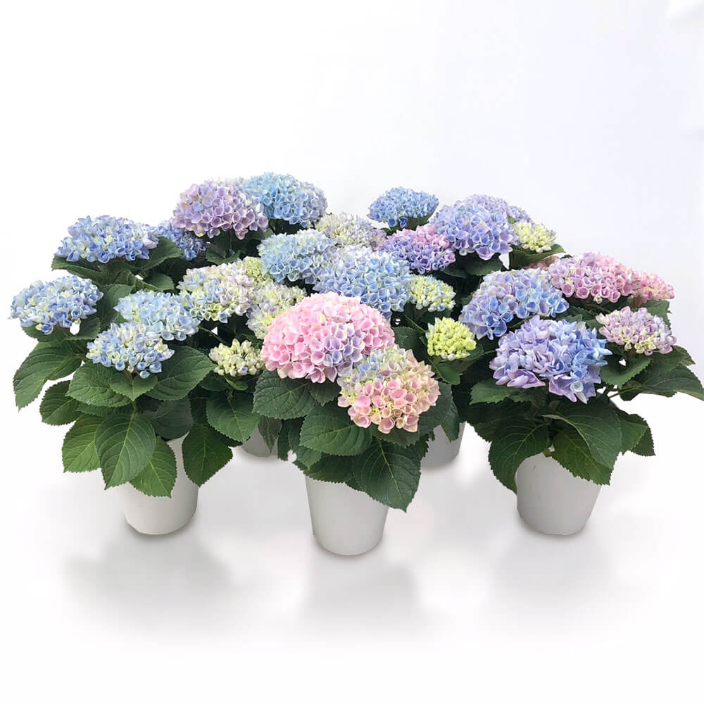 イイハナ 母の日 鉢植え アジサイ マジカルレボリューション レインボー 花のプレゼント ギフト