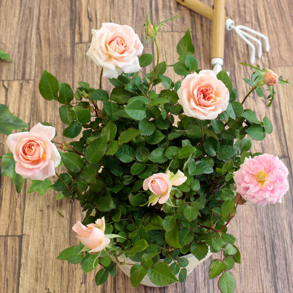 イイハナ 母の日 鉢植え ミニバラ レディーメイアンディナ 花のプレゼント ギフト