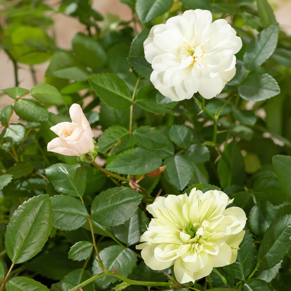 イイハナ 母の日 鉢植え ミニバラ グリーンアイス 花のプレゼント ギフト