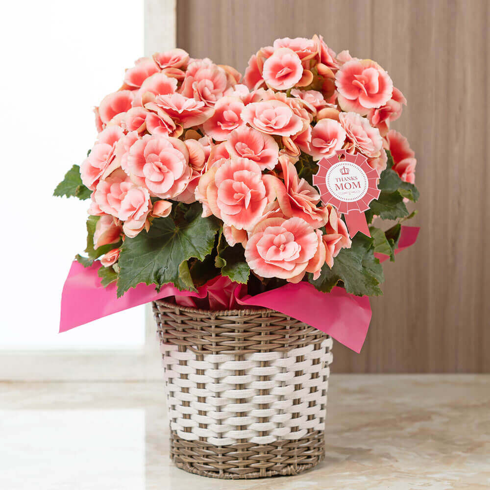 イイハナ 母の日 鉢植え 大輪バラ咲きベゴニア ボリアス 花のプレゼント ギフト