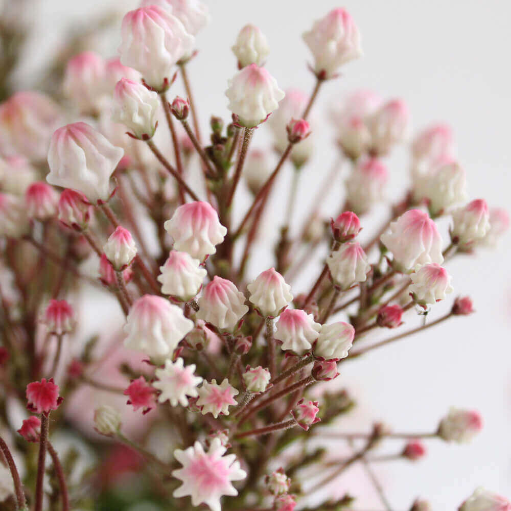イイハナ 母の日 鉢植え カルミア 花のプレゼント ギフト
