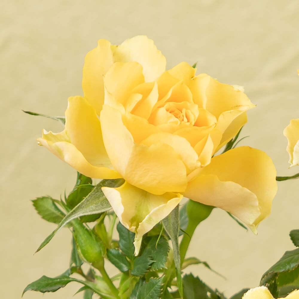 イイハナ 父の日 鉢植え ミニバラ盆栽仕立て 花のプレゼント ギフト