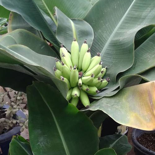 イイハナ 父の日 鉢植え ミニバナナ 花のプレゼント ギフト