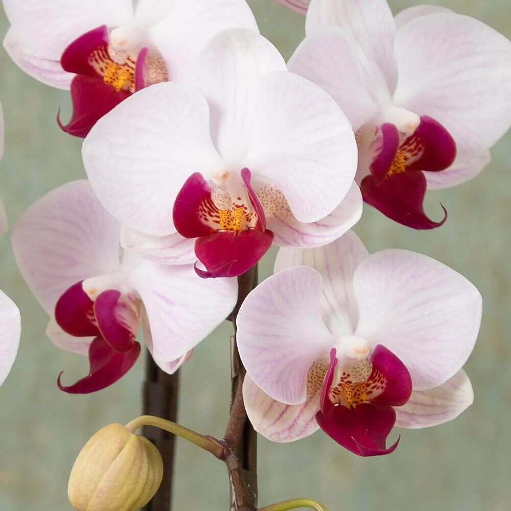 イイハナ 敬老の日 鉢植え 長寿を祝う胡蝶蘭 葡萄 花のプレゼント ギフト