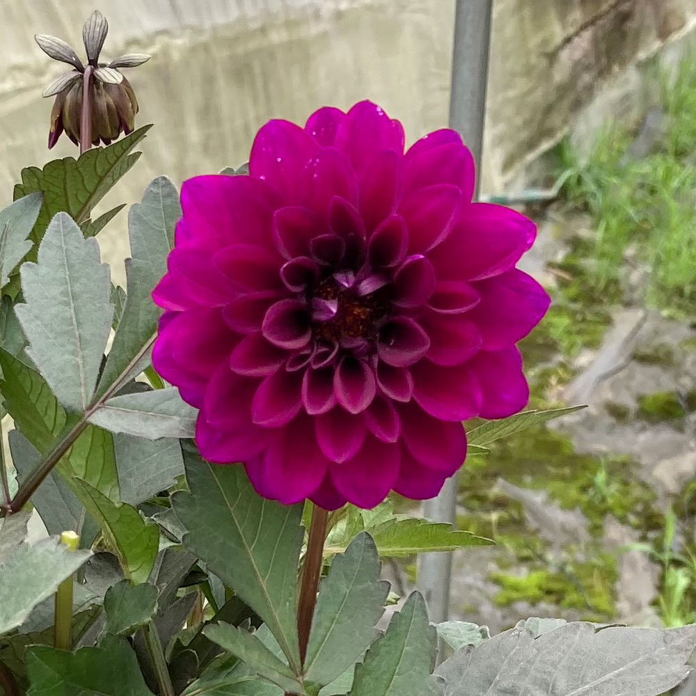 イイハナ 敬老の日 鉢植え シックなワイン色のダリア 花のプレゼント ギフト