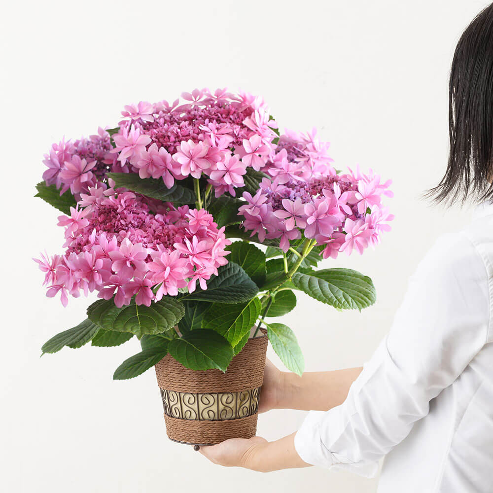 イイハナ 母の日 鉢植え アジサイ 歌合せ 花のプレゼント ギフト