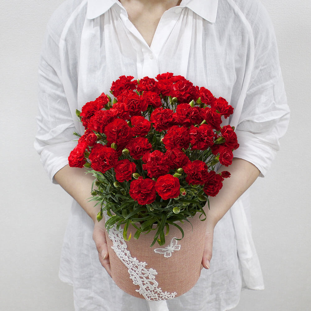 イイハナ 母の日 鉢植え カーネーション グランルージュ 花のプレゼント ギフト