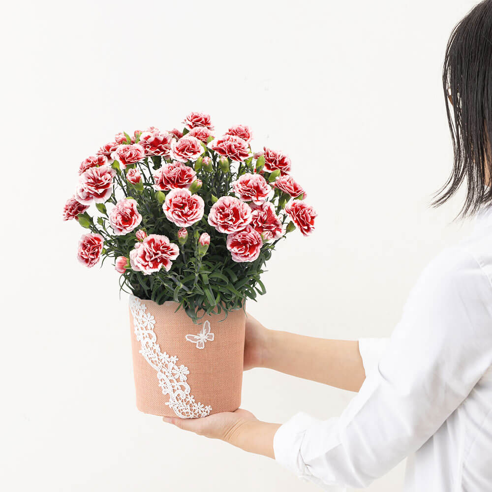 イイハナ 母の日 鉢植え カーネーション いちごホイップ 花のプレゼント ギフト イイハナ 母の日 鉢植え カーネーション いちごホイップ 花のプレゼント ギフト