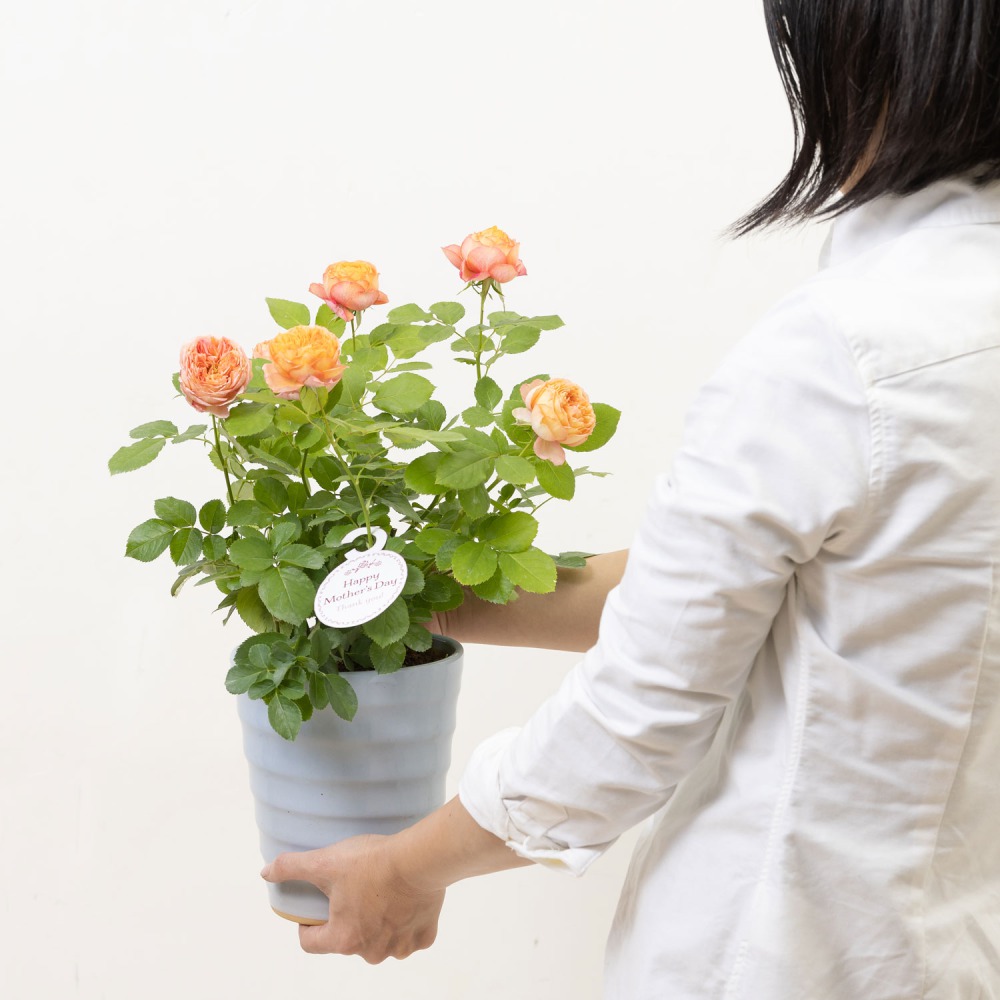 イイハナ 母の日 鉢植え ミニバラ ベビーロマンティカ 花のプレゼント ギフト