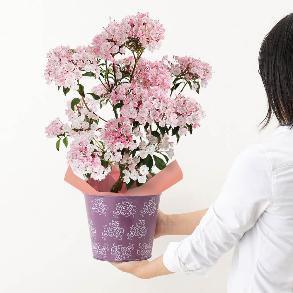 イイハナ 母の日 鉢植え カルミア 花のプレゼント ギフト