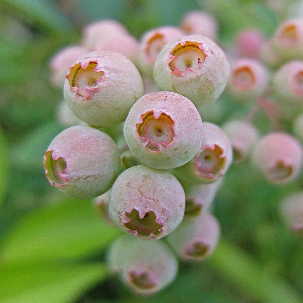 イイハナ 父の日 鉢植え おうち果樹園 ブルーベリー 花のプレゼント ギフト