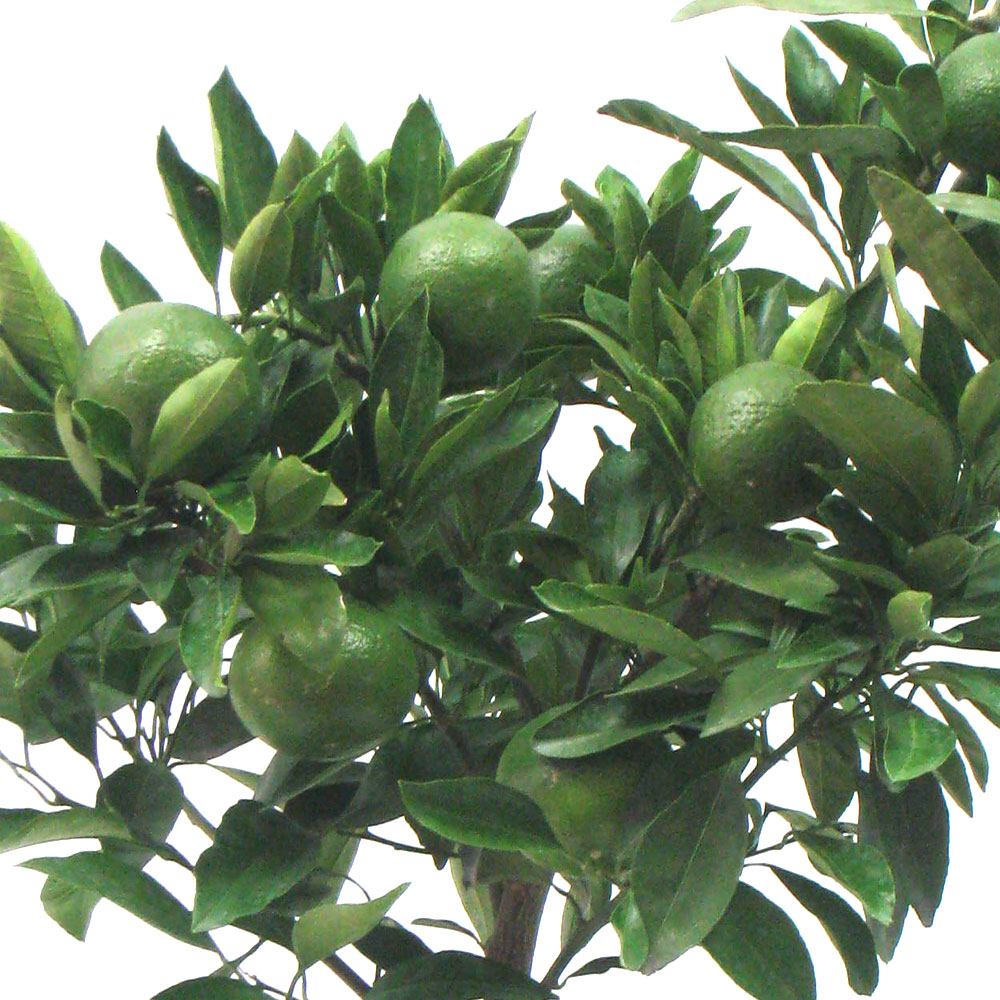 イイハナ Ex鉢植え おうち果樹園 実付きみかん 花の翌日宅配はお急ぎオーダー