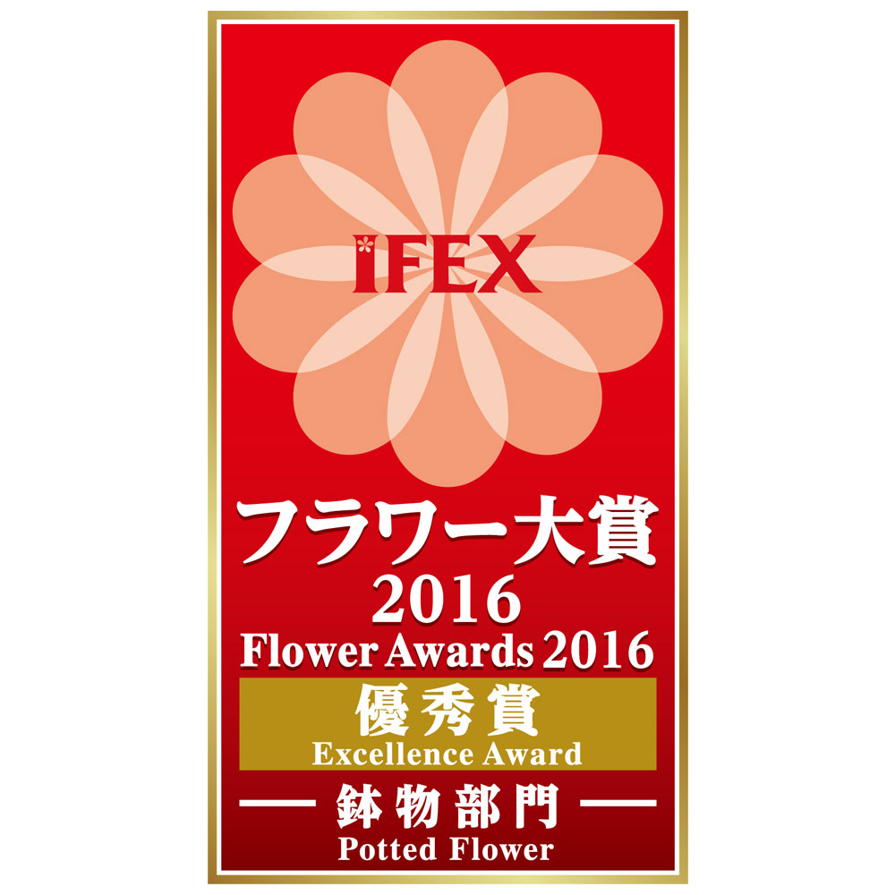 イイハナ 鉢植え プレミアムりんどう 花巻銀河ブルー 秋の花 ハロウィン特集