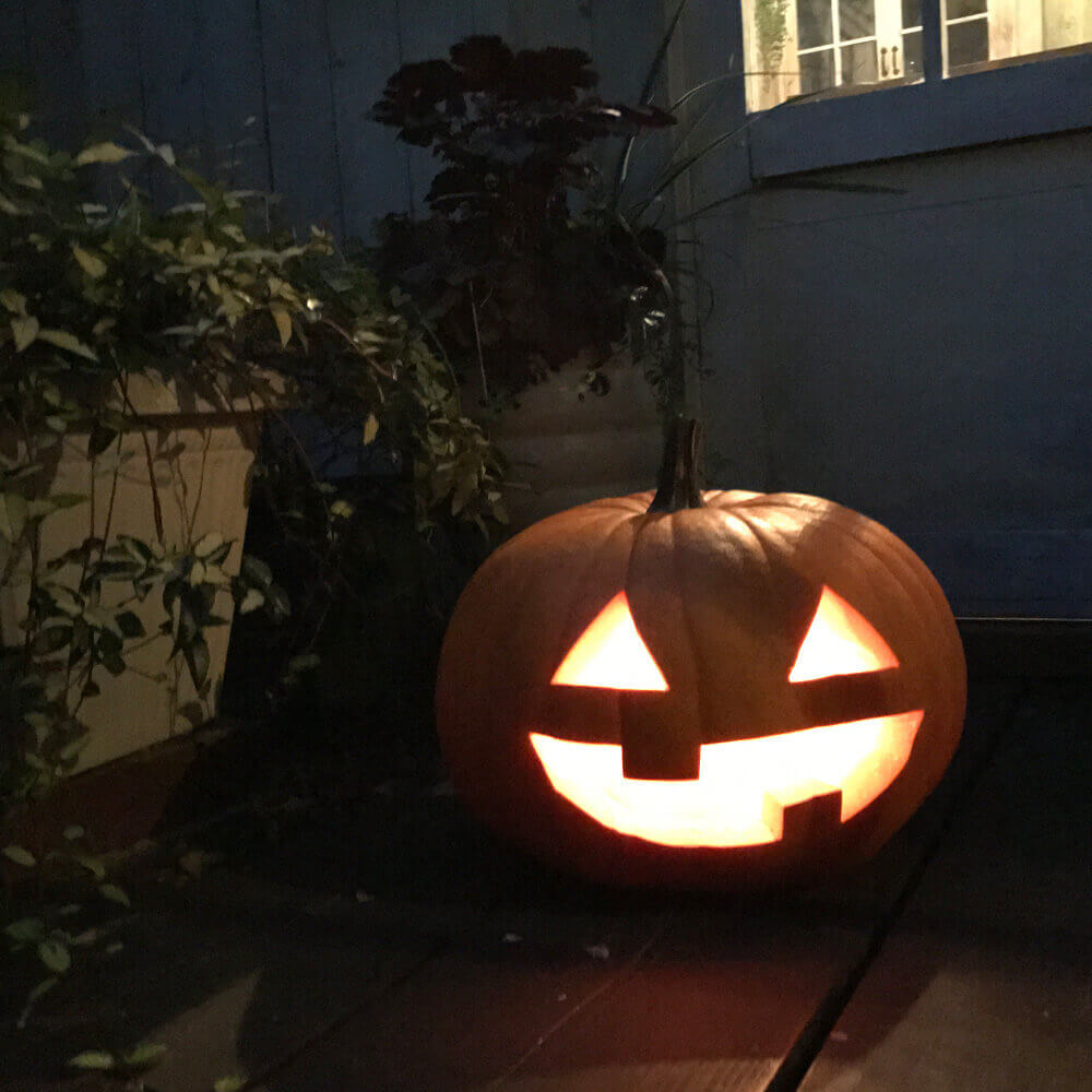 イイハナ ハロウィーン用おばけカボチャ 秋の花 ハロウィン特集