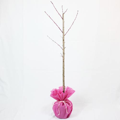 イイハナ 記念樹 シンボルツリー 花桃 矢口 ひな祭りの花 花 フラワーギフト販売 通販