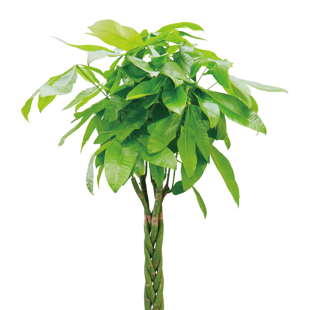 イイハナ 観葉植物 パキラ10号 ラッピング 花 フラワーギフト販売 通販