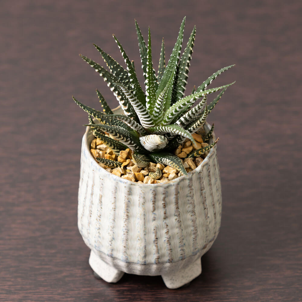 イイハナ 観葉植物 ハオルチア セレウスカクタス 花 フラワーギフト販売 通販