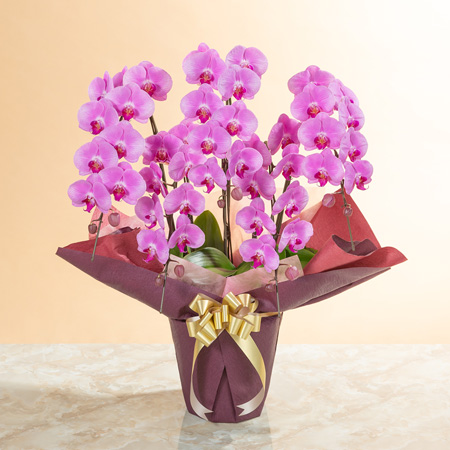 胡蝶蘭｜ビジネスギフト｜イイハナ