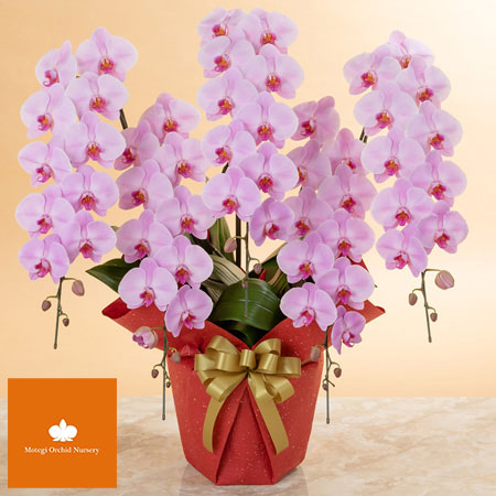 予算3,000円からのプレゼント｜最短翌日届け｜イイハナ