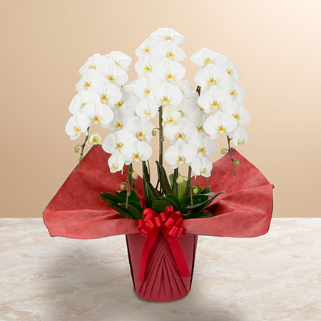 大輪胡蝶蘭「5本立ち（白）～プレミアムクラス～」｜法人向け
