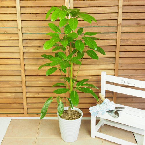 部屋が日陰で日当たりが悪くてもokな観葉植物 イイハナ