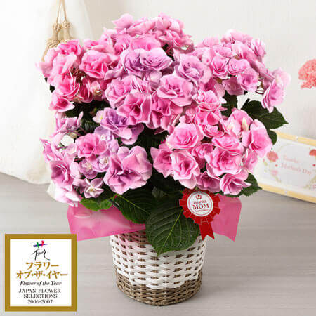 母の日に贈る鉢植え 母の日プレゼント ギフト特集21 イイハナ