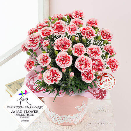 母の日に贈る鉢植え 母の日プレゼント ギフト特集21 イイハナ