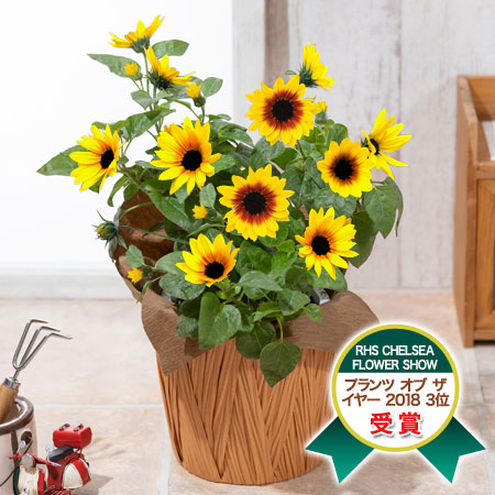 鉢植え 寄せ植え 盆栽 父の日プレゼント ギフト特集21 イイハナ