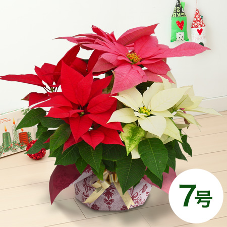 鉢植え 寄せ植え クリスマス特集 イイハナ